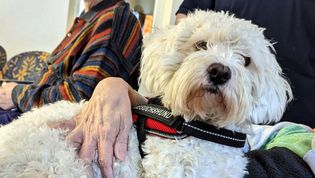 Die Hand eines alten Menschen streichelt einen kleinen Hund mit wuscheligem Fell