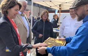 Alexandra Bonde ist links im Bild zu sehen, wie sie Bienen streichelt. Diese tummeln sich auf einer Scheibe, die Imker Thomas Beißel in den Händen hält. 