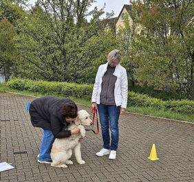 Hündin Jule in der Prüfugssituation beim Tolerieren von Berührungen. 