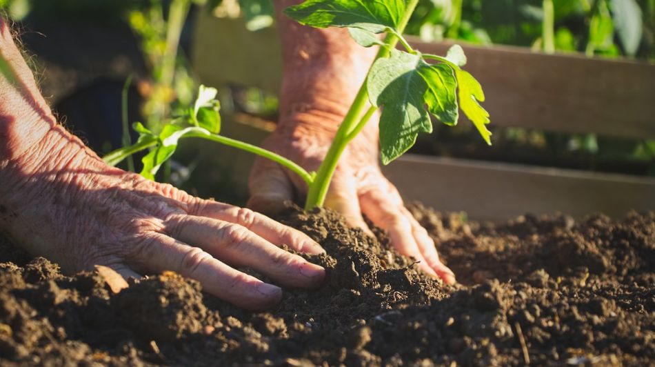 Die Hände eines alten Mannes, die eine Pflanze in ein Gartenbeet einsetzen.
