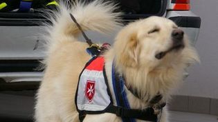 Hund mit Hundegeschirr mit Malteser Logo