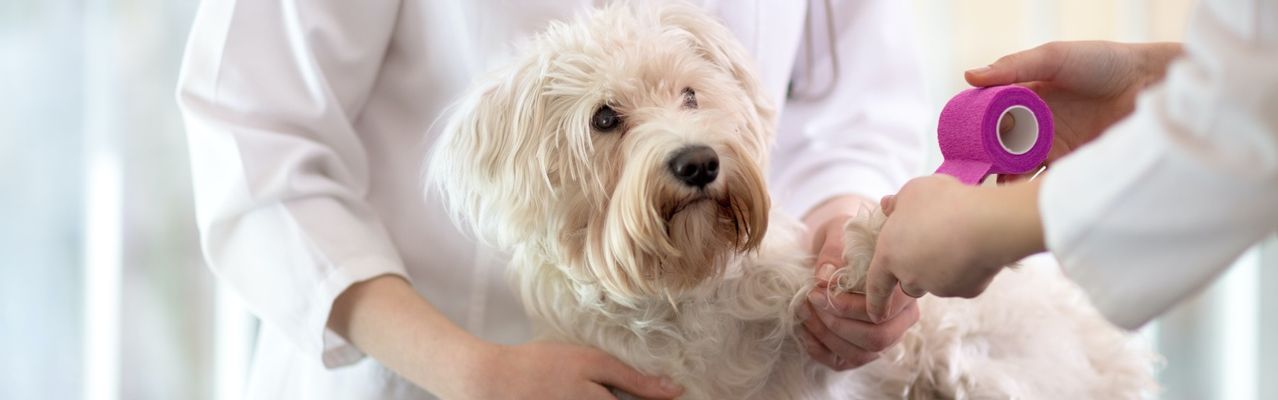 Kleiner Hund beim Tierarzt erhält einen Verband an einer Vorderpfote.