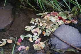 Beschriftete Blätter im Bach