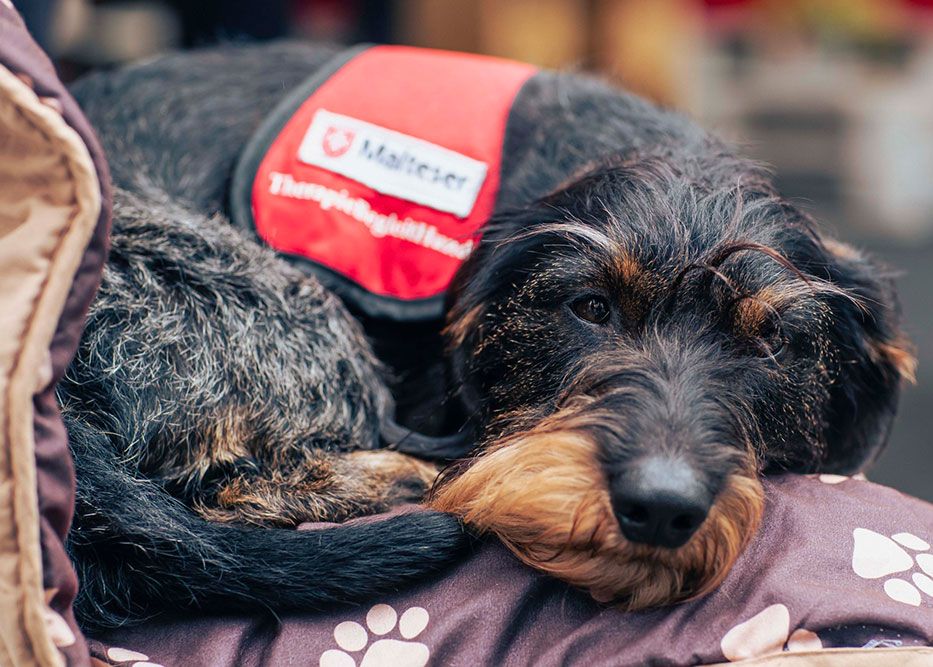 Therapiebegleithund Balu aus Würzburg war auch beim Katholikentag in Erfurt dabei.