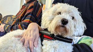 Malteser Besuchs- und Begleitungsdienst mit Hund