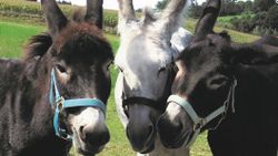 Drei graue Esel blicken in die Kamera.