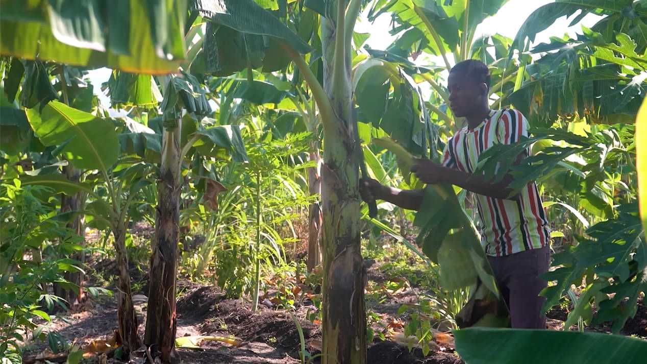 Ein junger Mann mit Machete schneidet ein Blatt von einem Bananenbaum 