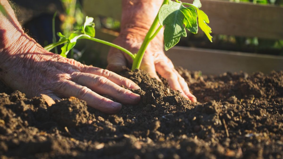 Die Hände eines alten Mannes, die eine Pflanze in ein Gartenbeet einsetzen.
