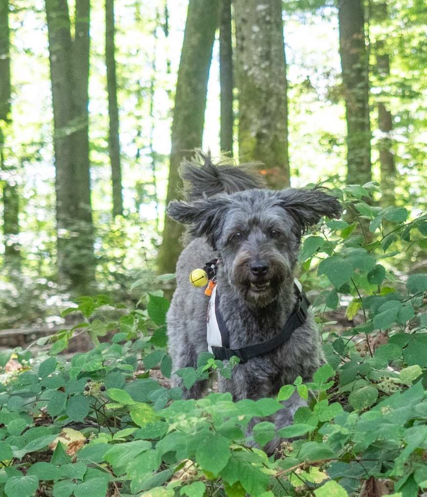 Rettungshundestaffel Wiesental