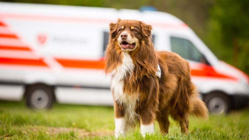 Ein Hund mit braunem Fell im Vordergrund mit einem Einsatzfahrzeug der Malteser im Hintergrund