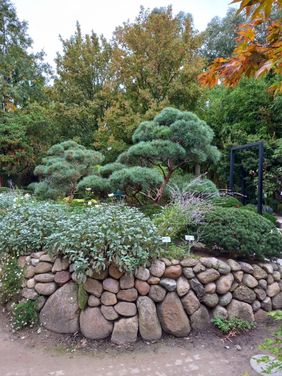 Eine Muschelzypresse in einem von einem Friesenwall eingefassten Hochbeet