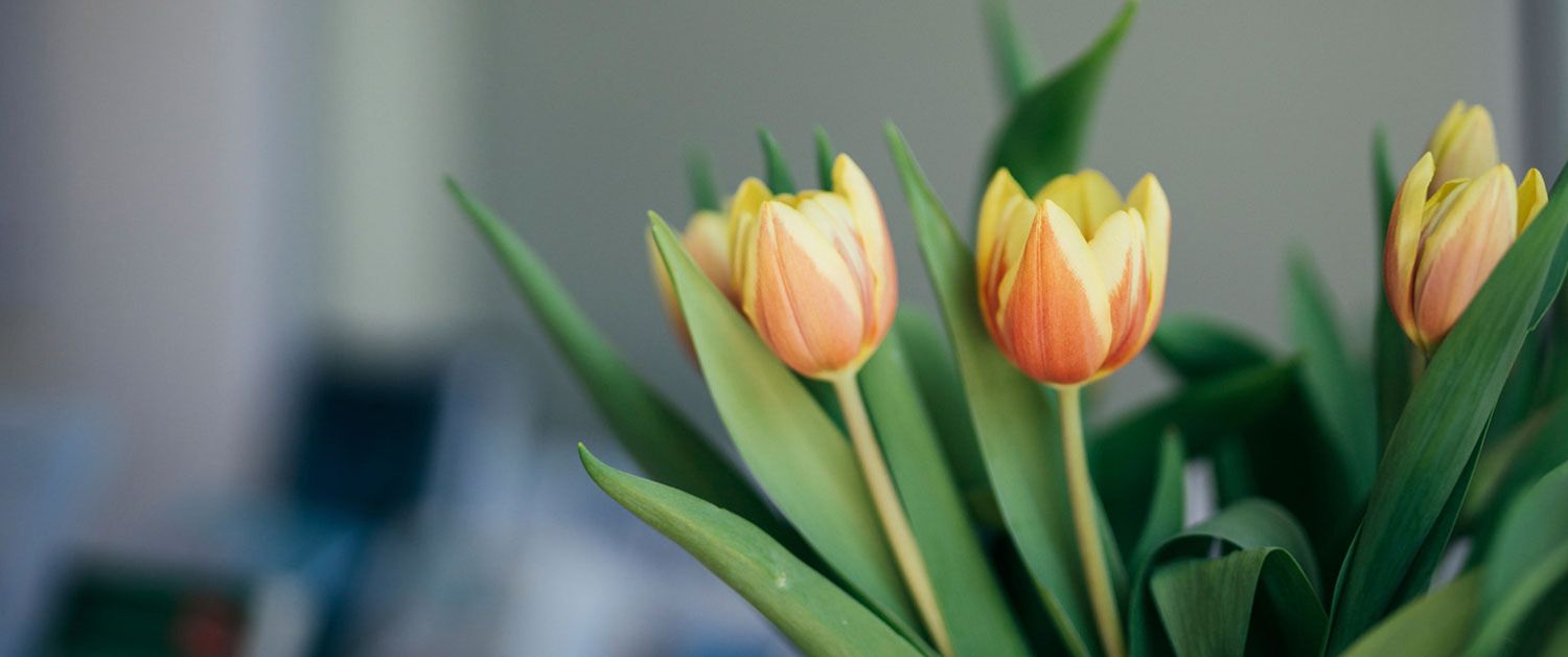 Orangene Tulpen