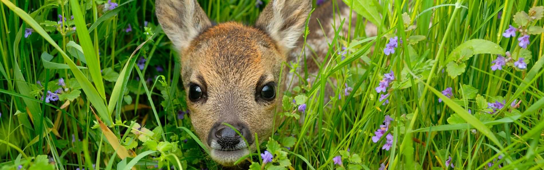 Ein Rehkitz im Gras