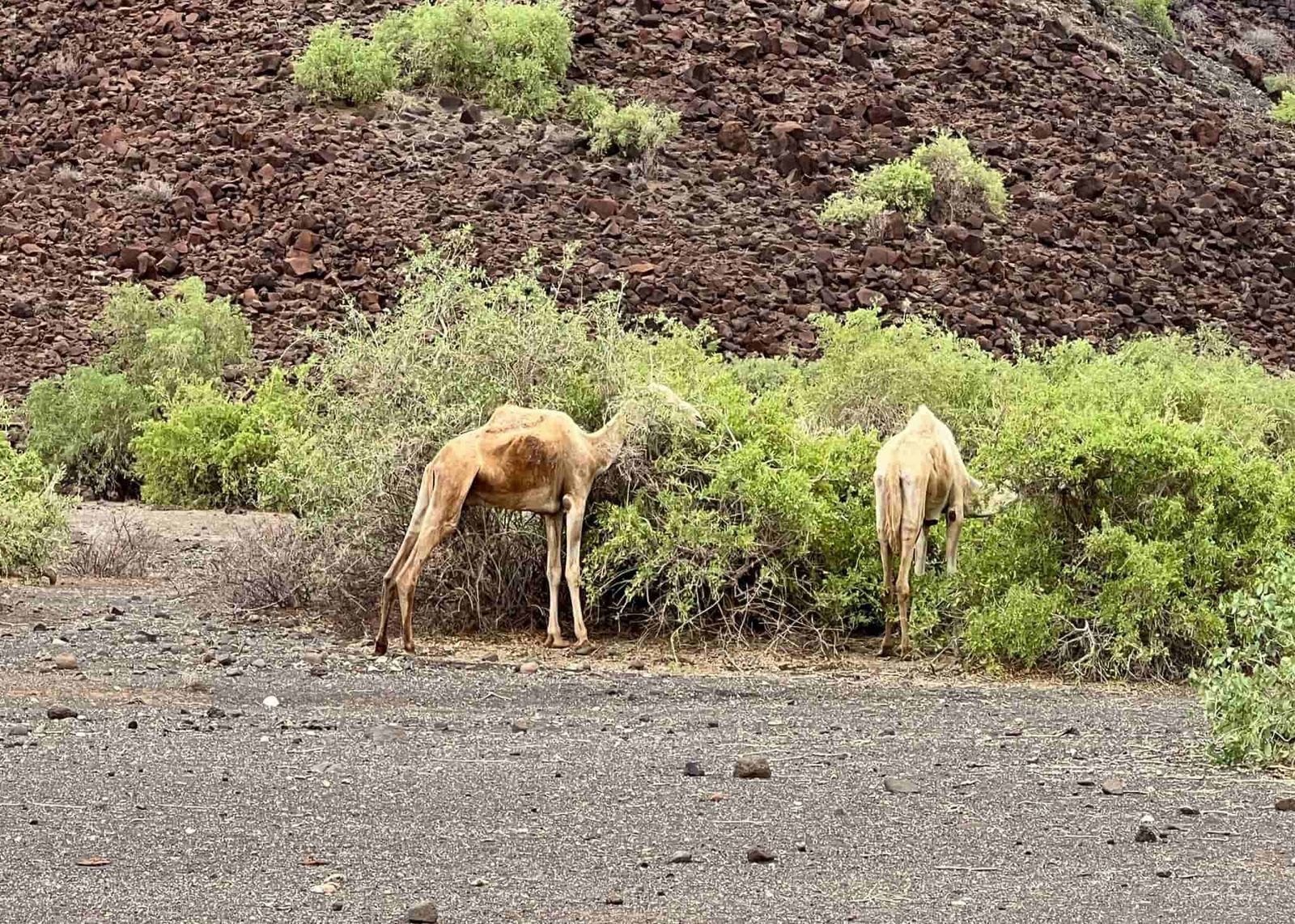 Die Tiere sind abgemagert. Seit Jahren hat es hier zu wenig geregnet, die Landschaft ist karg.