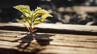 Ein Blatt wächst durch Bretter