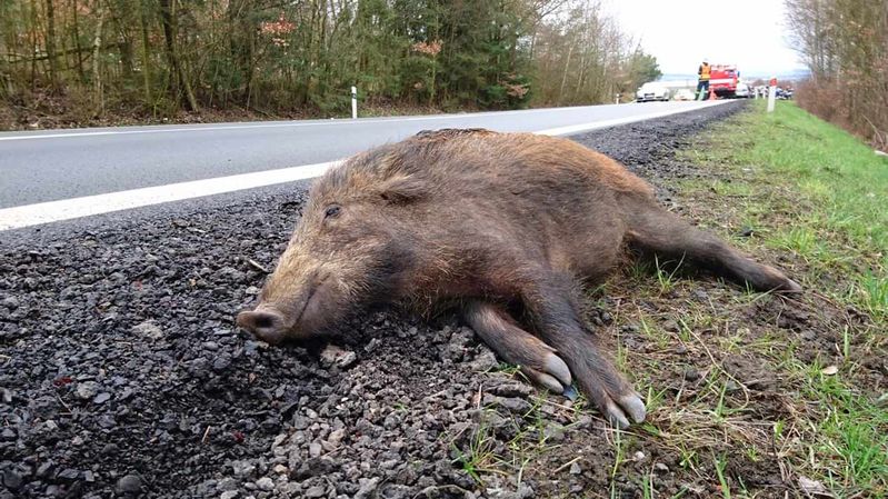 Ein auf der Seite liegendes Wildschwein am Rande einer Landstraße