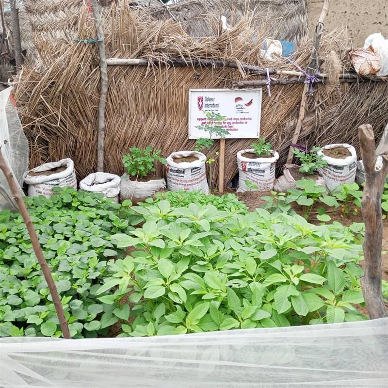 Gemüsegarten mit grünen Pflanzen vor einem Zaun