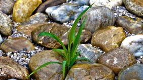 Kieselsteine, Wasser, kleines Grasbüschel