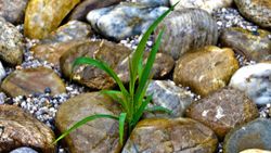 zwischen Steinen im Wasser wächst eine kleine grüne Pflanze