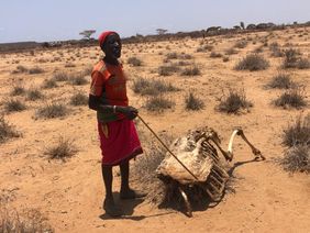 Ein Viehhirte in Kenia neben einem verendeten Tier. Foto: PACIDA/Malteser International