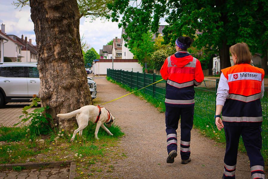 Rettungshundeführerin bei einer Mantrailer-Übung mit Rettungshund