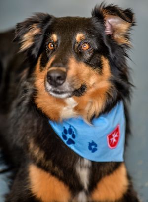 Hund mit einem blauen Halstuch.