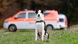 Foto eines Hundes vor einem Einsatzfahrzeug