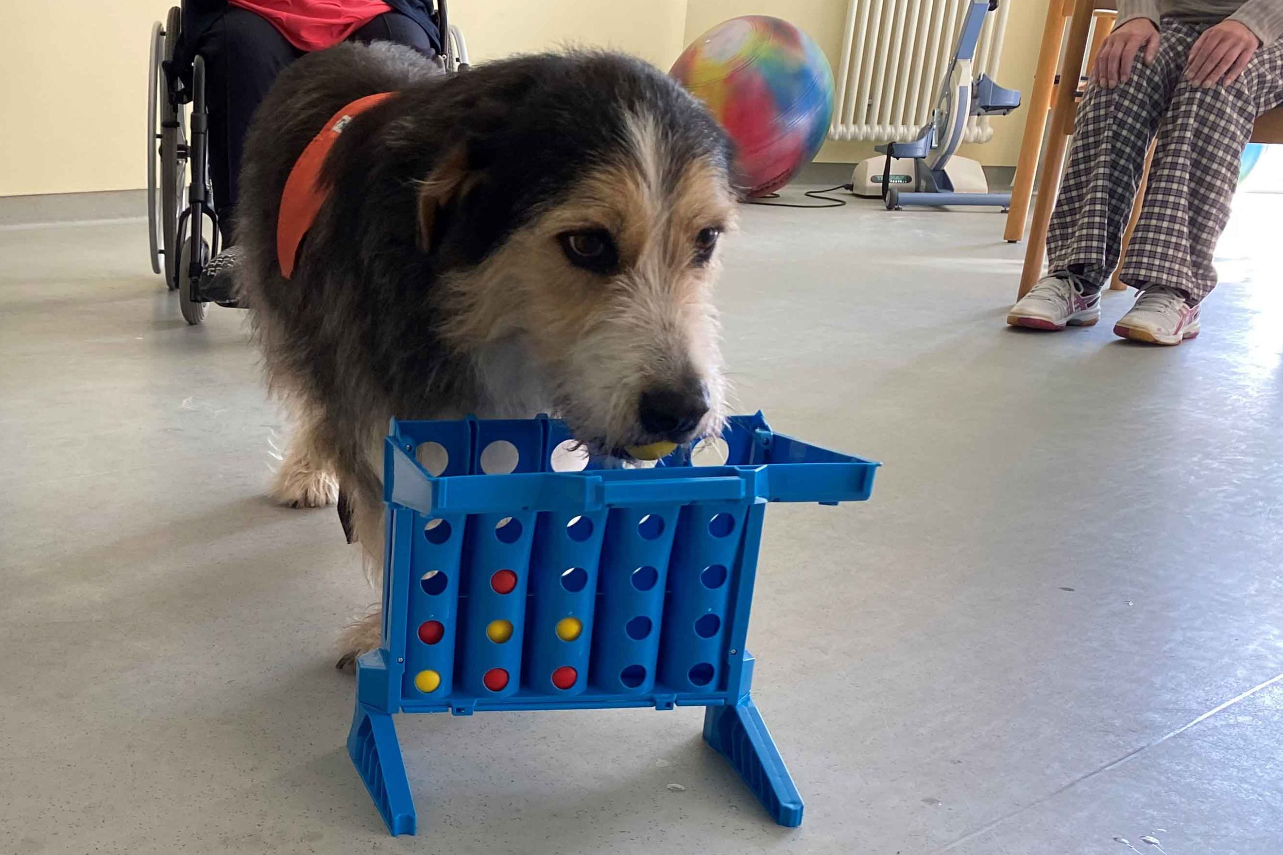 Therapiehund Ernesto bei der Gruppentherapie im Franziskus in Flensburg