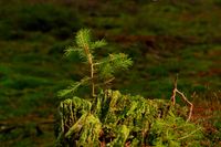 Aus einem toten, verwitterten Baumstumpf wächst ein neuer Trieb eines Nadelbaums, symbolisch für innere Stärke und den Umgang mit Krisen
