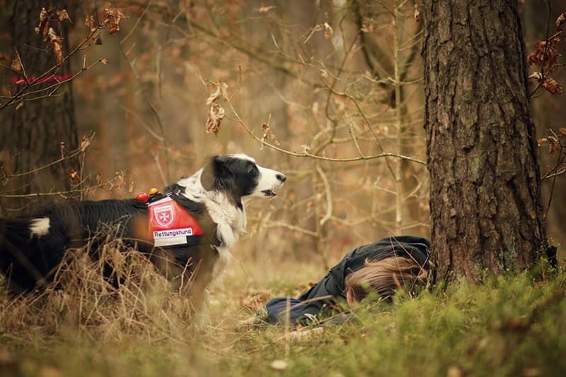 Ein Malteser Rettungshund findet bei einer Übung einen Verletzten im Wald. 
