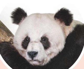 Der Malteser Hilfsdienst und das Naturkundemuseum bieten eine Demenzführung mit dem Titel "Zooberuehmtheiten" an. Dieses Bild ist das Plakat dazu. 