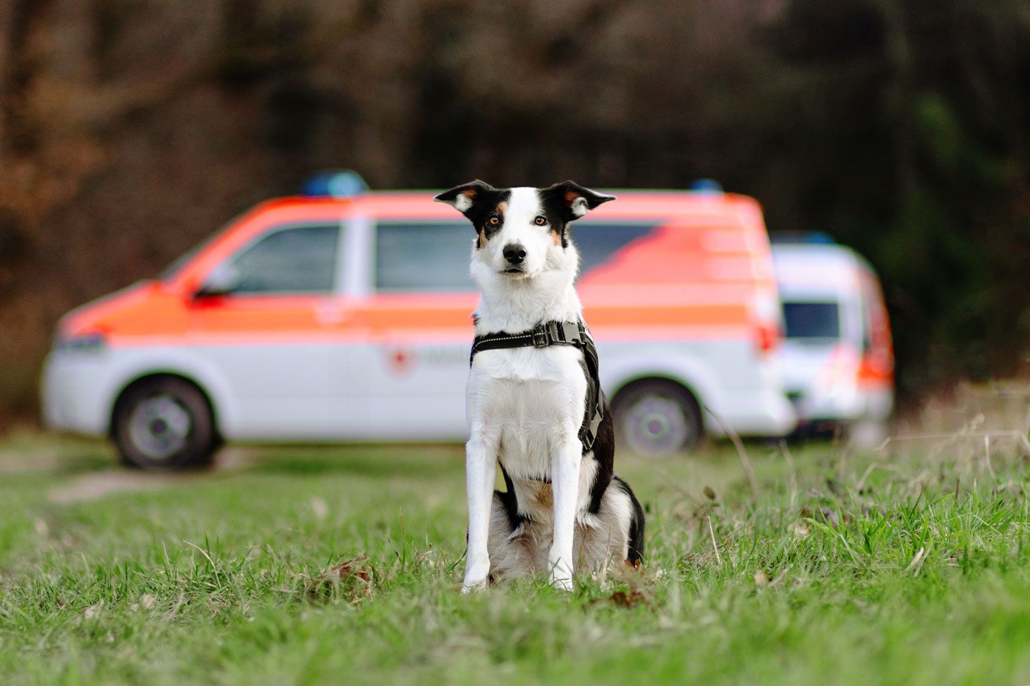 Foto eines Hundes vor einem Einsatzfahrzeug
