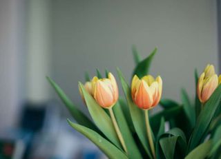 Orangene Tulpen