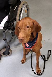 Besuchshund Jess