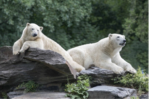 Foto der zwei Eisbären im Tierpark Berlin