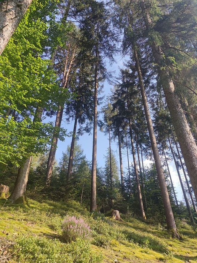 Zu sehen ist ein Wald aus der Froschperspektive und blauer Himmel. (Symbolfoto)