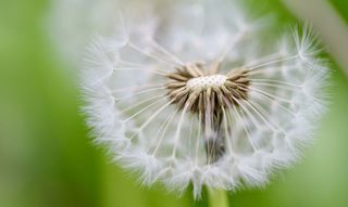 Eine Pustblume ganz nah verliert erst weiße Blüten.