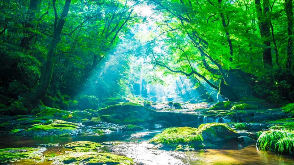 Sonnenlicht, das durch ein Blätterdach auf einen Waldbach fällt.