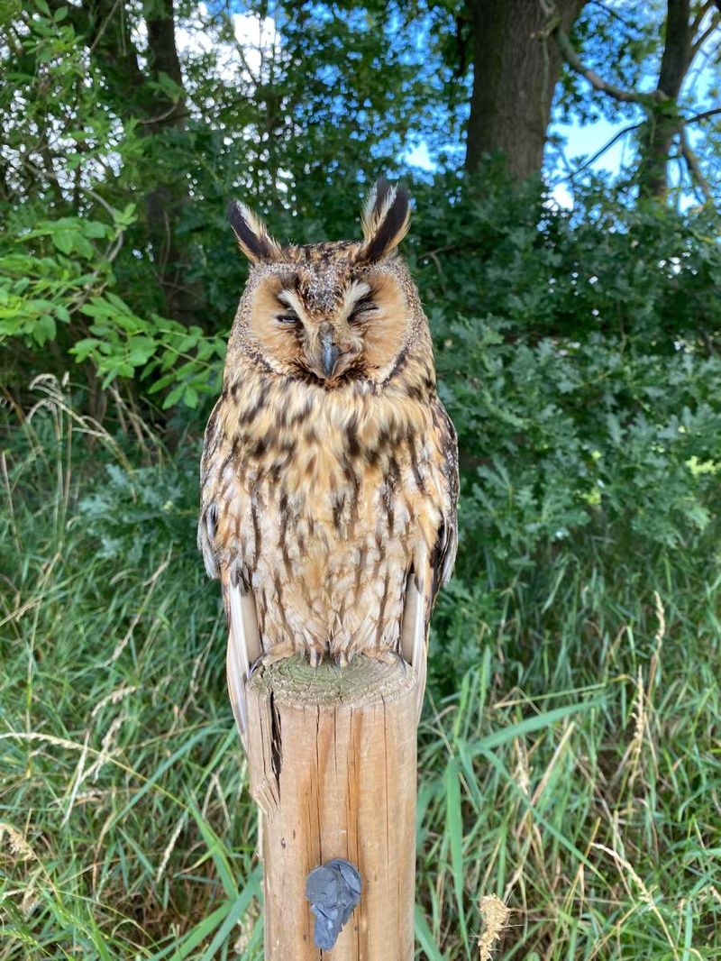 Eine Waldohreule auf einem Zaunpfosten